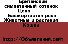 Британский симпатичный котенок › Цена ­ 2 000 - Башкортостан респ. Животные и растения » Кошки   